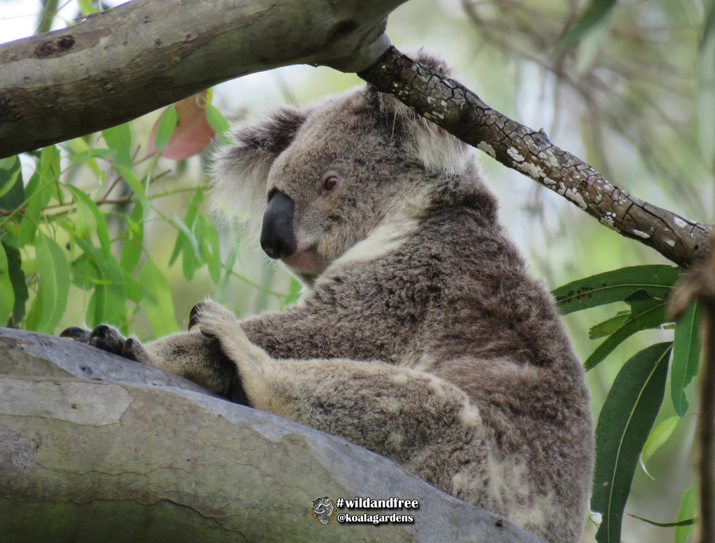 finally ...  by koalagardens