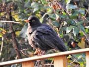 21st Nov 2018 - A Very Fat Blackbird
