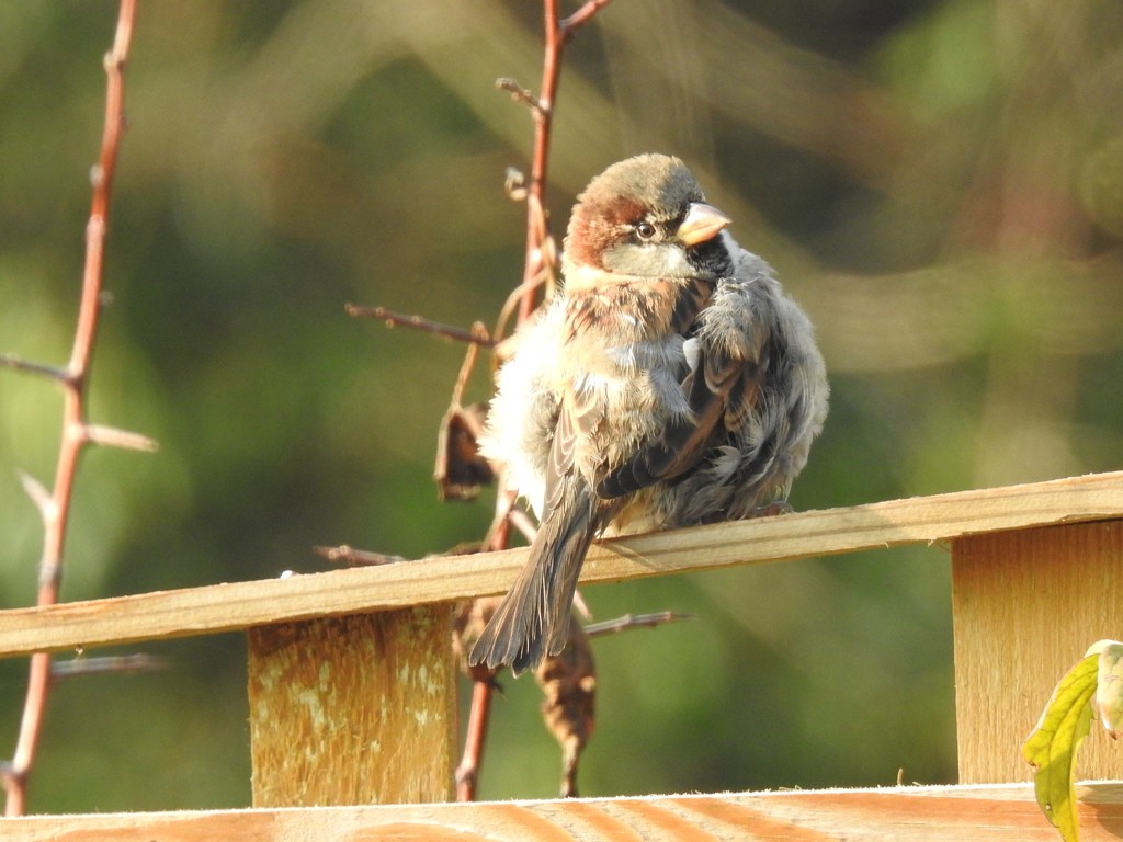 A Very Fluffy House Sparrow by susiemc