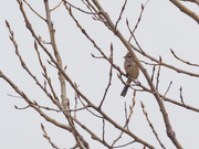 22nd Nov 2018 - American tree sparrow
