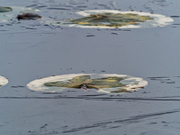 22nd Nov 2018 - Frozen Lily Pad