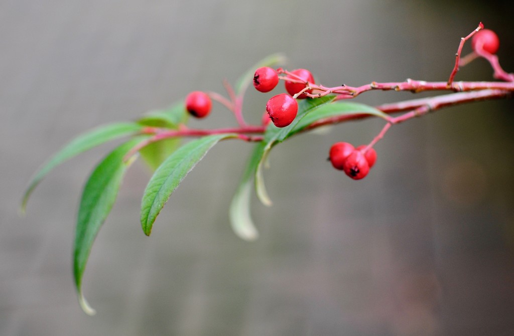 Cotoneaster by rosie00