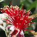 Feijoa Fruit  flower  by Dawn