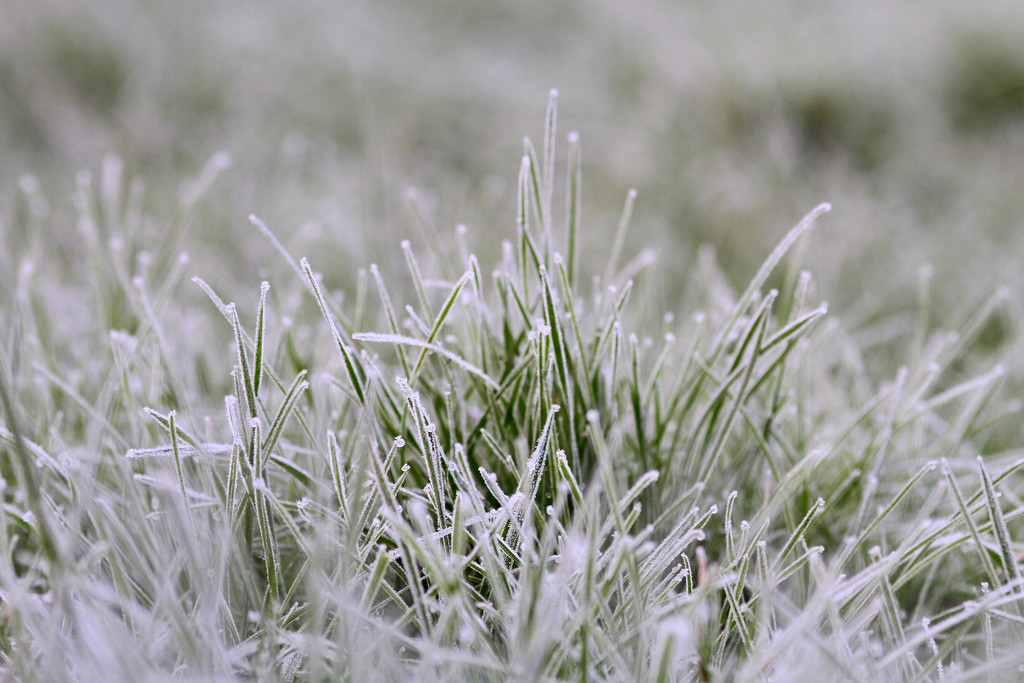 Frosty Grass by bagpuss