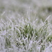 Frosty Grass by bagpuss