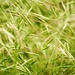 grass study by wenbow