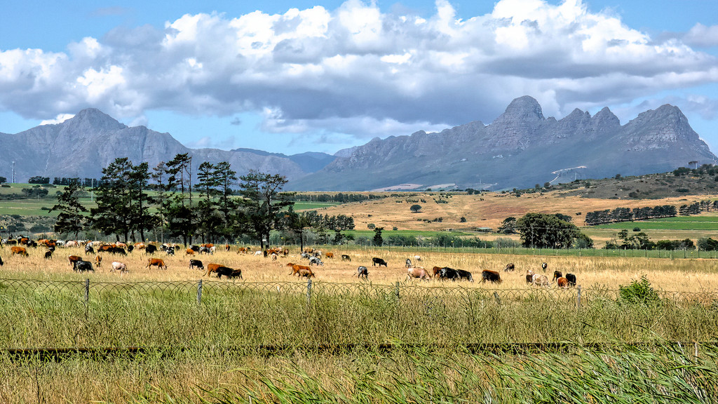 Cattle grazing by ludwigsdiana