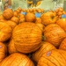 Pumpkins for sale by jeffjones
