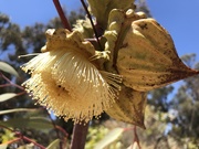 20th Nov 2018 - Eucalyptus flowers