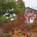 autumnal trees by quietpurplehaze