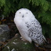Happy (monochrome) Snowy Owl by filsie65