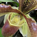 Slipper Orchid. by wendyfrost
