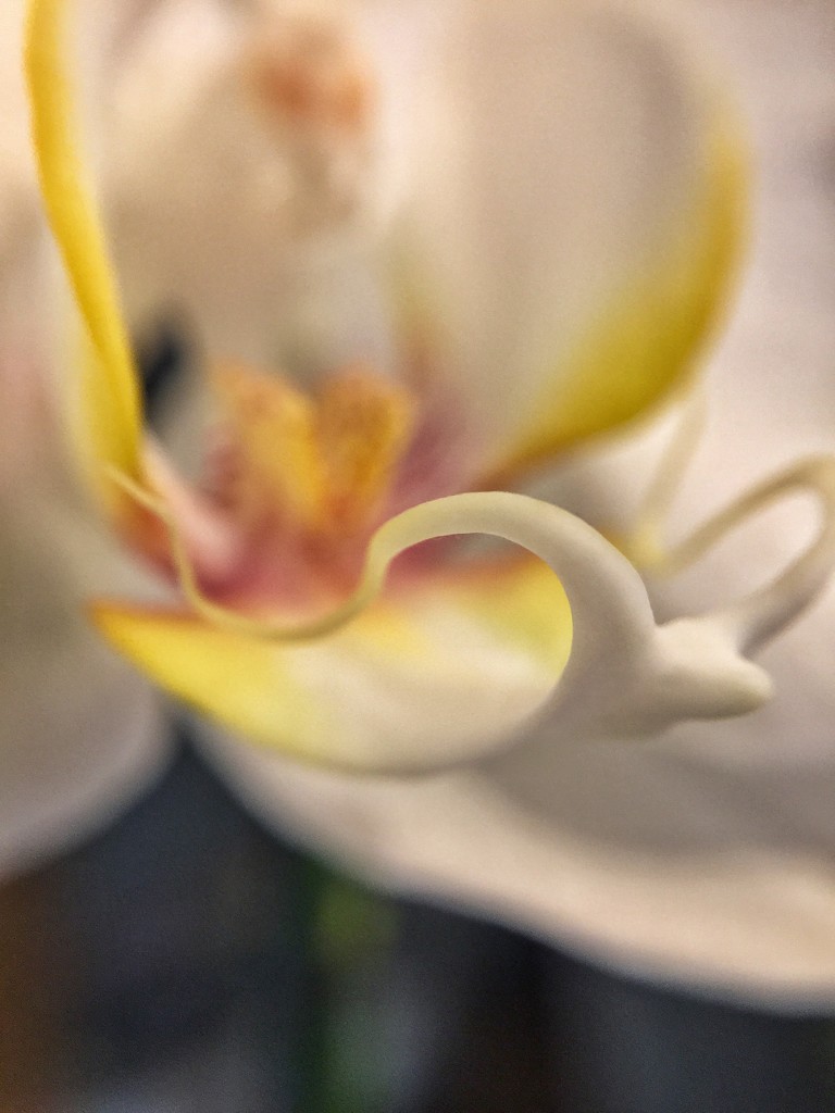 Orchid.  by cocobella