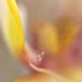 Macro orchid.  by cocobella