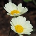 Lovely daisys by Dawn