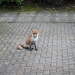 fox by arthurclark