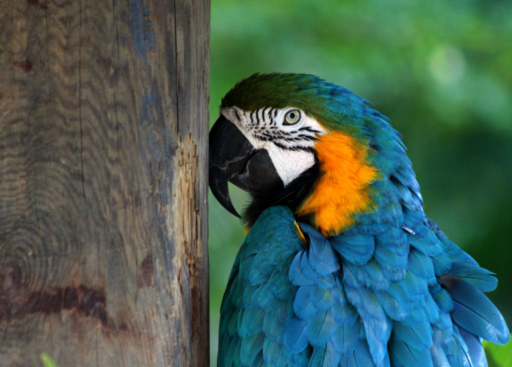 Macaw by mittens