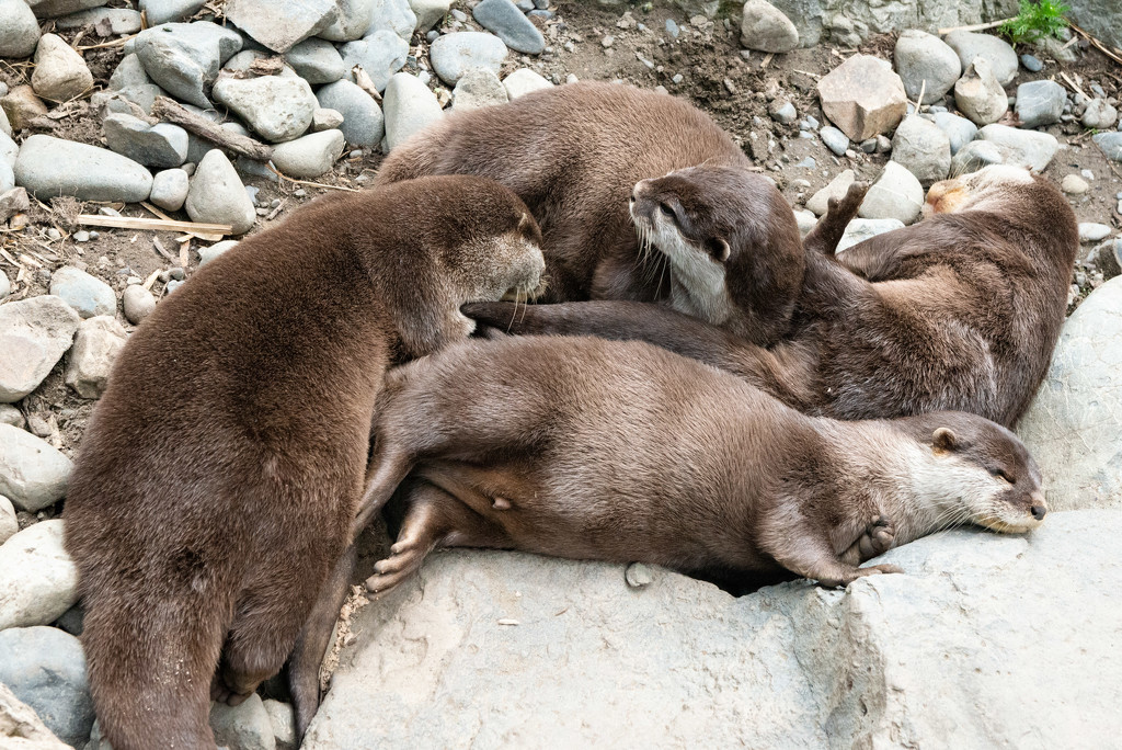 Otter by yaorenliu