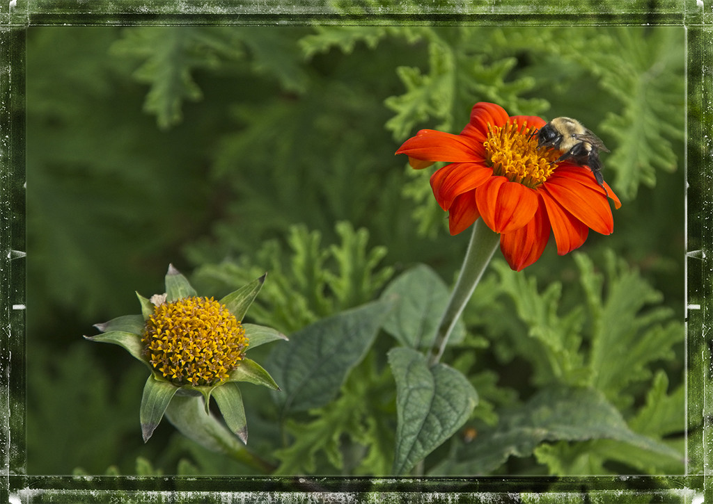 October Bee by gardencat