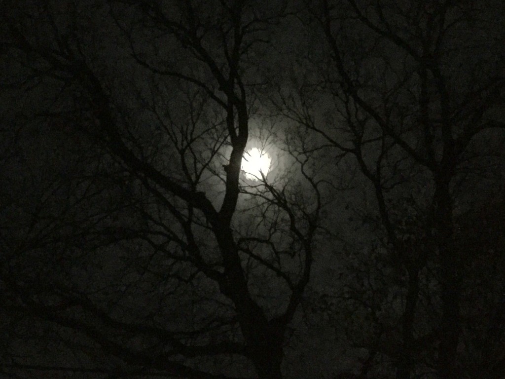 Moon through Trees by mcsiegle
