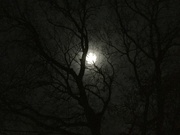 23rd Nov 2018 - Moon through Trees