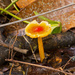 Different Mushroom! by rickster549