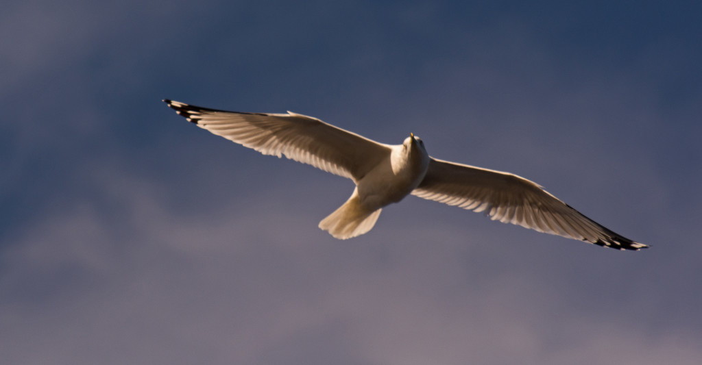 Seagull in Flight! by rickster549