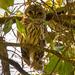 Barred Owl, Taking it Easy! by rickster549
