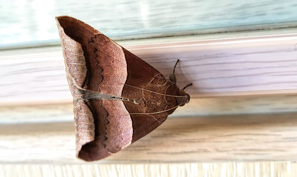A pretty moth by ludwigsdiana