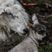 Mum and Singleton #2 ~ 2 days old by kgolab