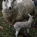 Mum and Singleton #2 ~ 2 days old by kgolab