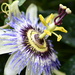 Passion Flower by kgolab