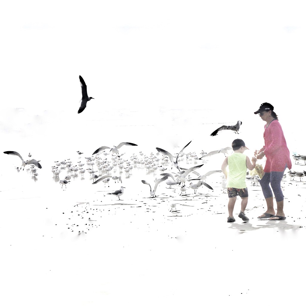 “Mom,let’s feed the gulls some laxative and  see what happened”? by joemuli
