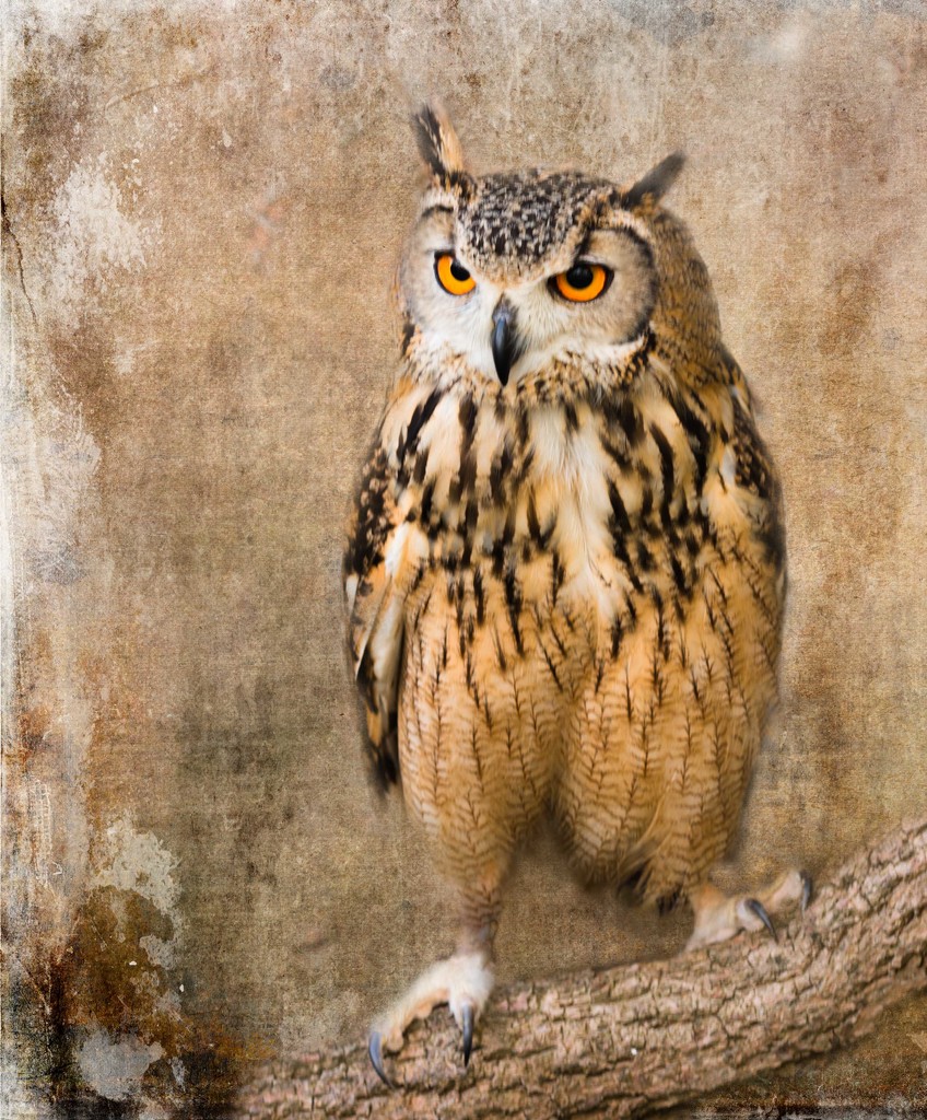 owl by shepherdmanswife