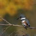 LHG_0830 Kingfisher on branch by rontu