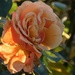 Roses by flowerfairyann