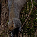 squirrel by rminer