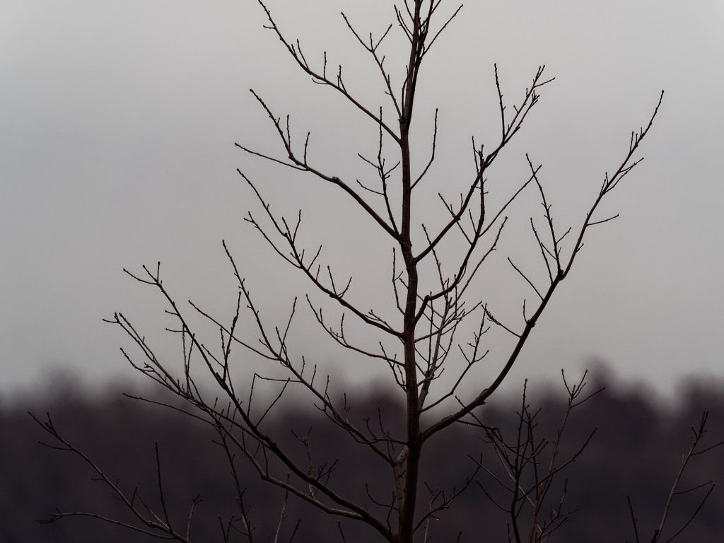 bare tree by rminer
