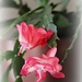 Our Christmas Cactus by essiesue