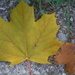 Leaves by spanishliz