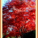My Japanese Maple Just Turned Red by vernabeth