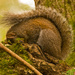 Snoozing Squirrel! by rickster549