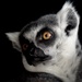 Lemur by randy23