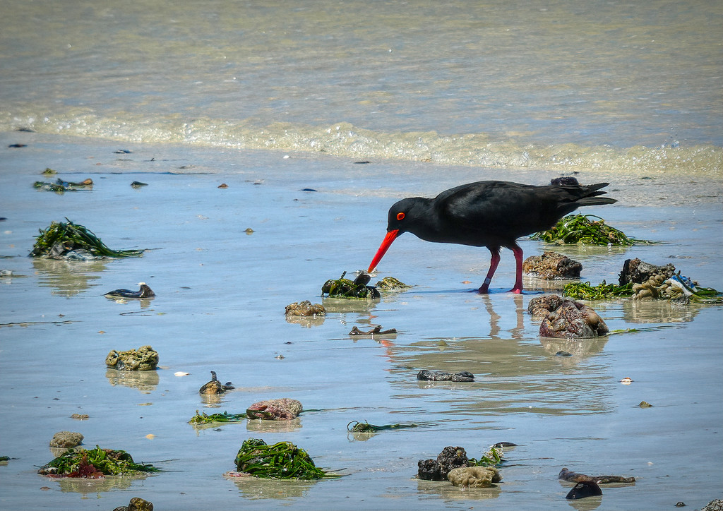 Oystercatcher picking at a shell by ludwigsdiana