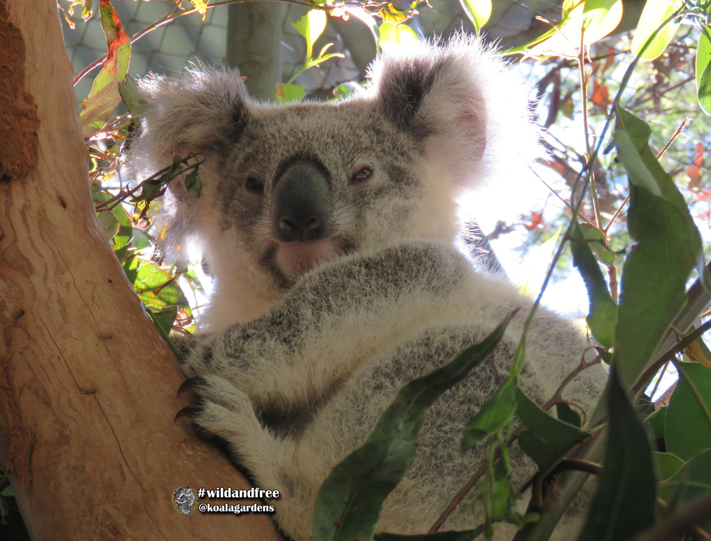 one more Krissy by koalagardens
