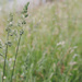 grass - long - grass by ulla