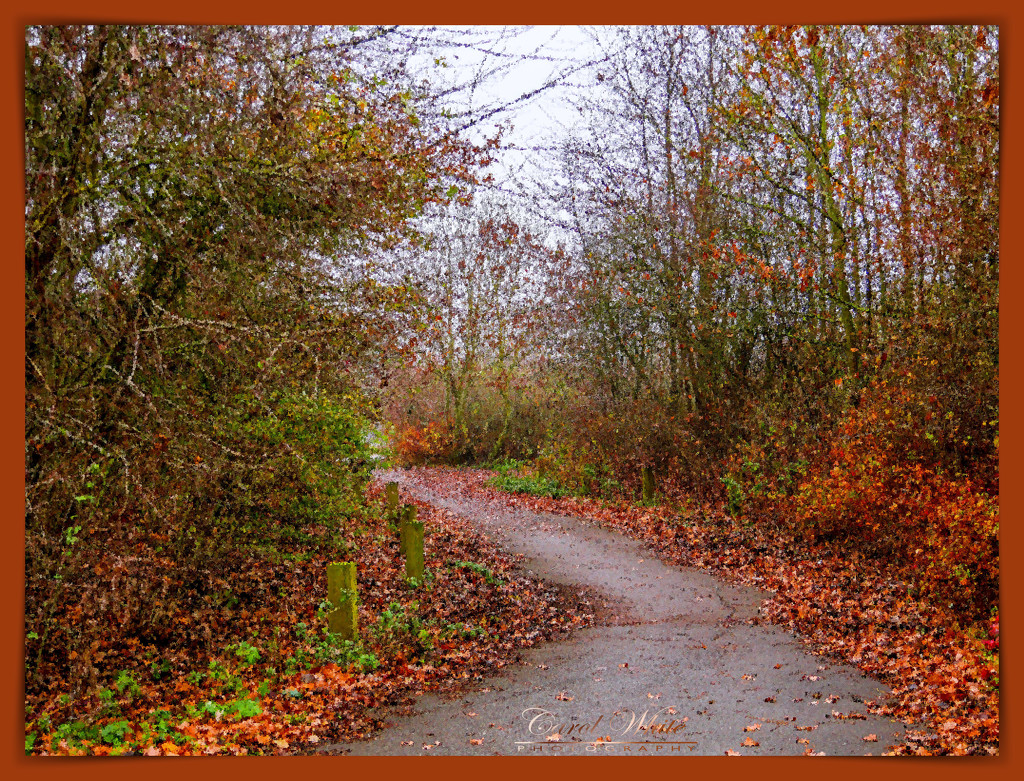 Leafy Path by carolmw