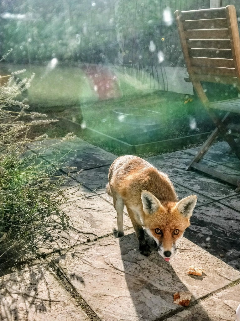 Foxy eating burnt pitta pieces by boxplayer