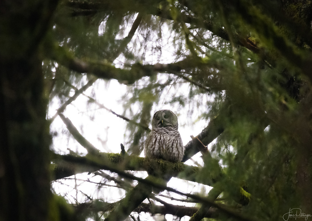 Barred Owl On the Driveway  by jgpittenger