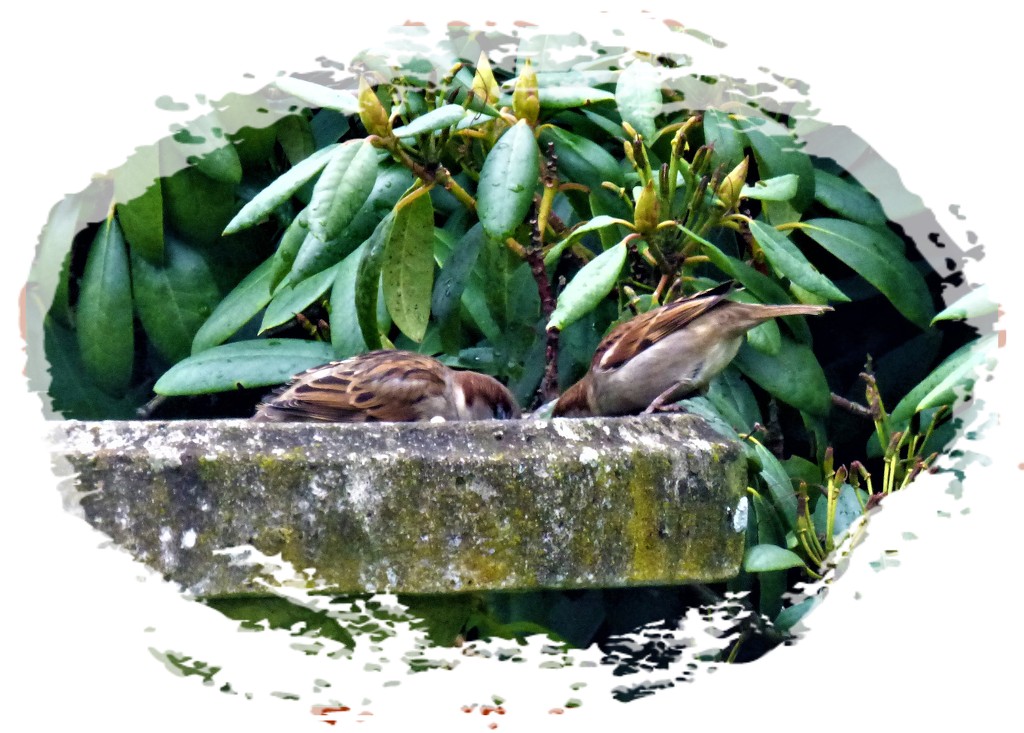 Thirsty little sparrows  by beryl
